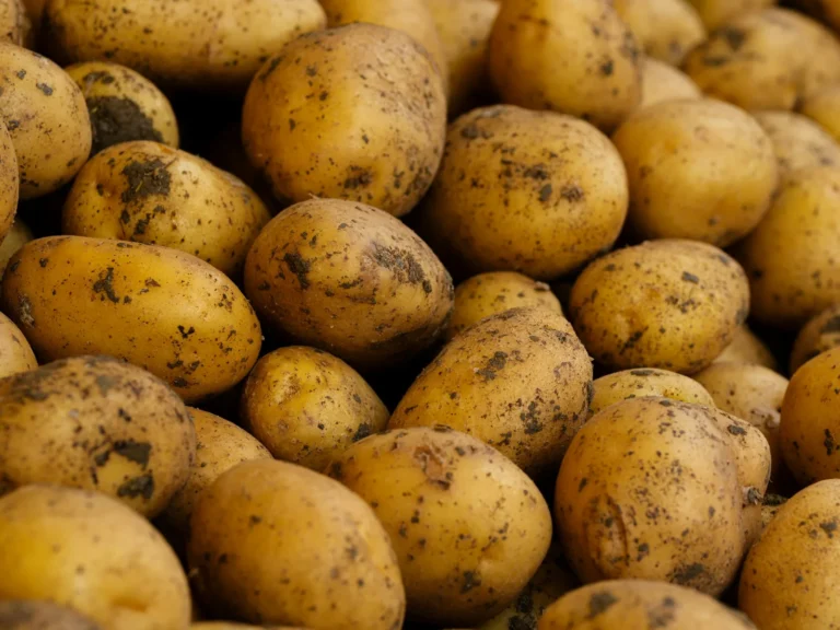 Pas geoogste aardappelen met aarde